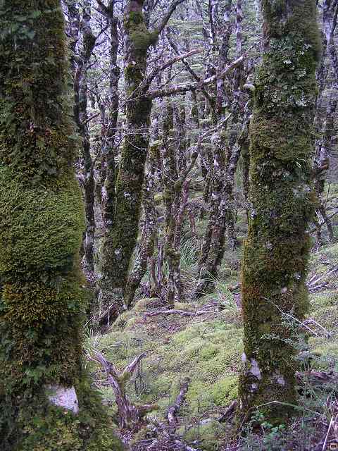 NZ leden-unor 2006 188.jpg